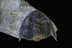 Neometacanthus stellifer
