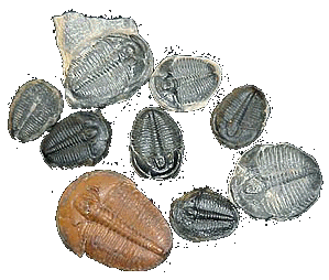 If you'd like to trade a trilobite, click here
