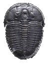 Elrathia is considered by many the typical trilobite