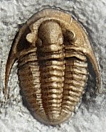 Harpidella christyi is a good representative trilobite