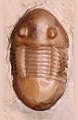 Homotelus (Asaphidae)