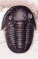 Gerastos (Proetidae)