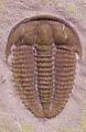 Bolaspidella (Menomoniidae)